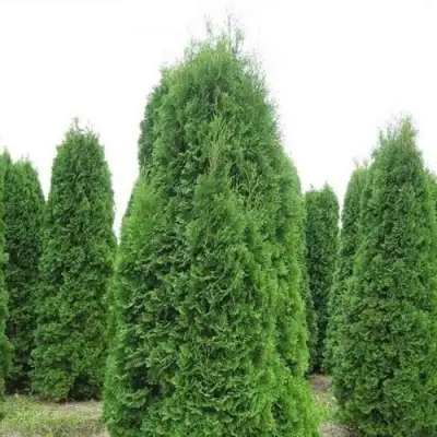 Туя КОЛУМНА западная в Мозыре