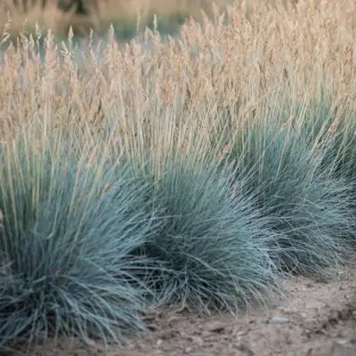 Овсяница АЙСФОГЕЛЬ сизая в Мозыре