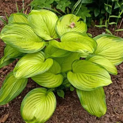 Хоста СТЕЙНД ГЛАСС гибридная в Мозыре