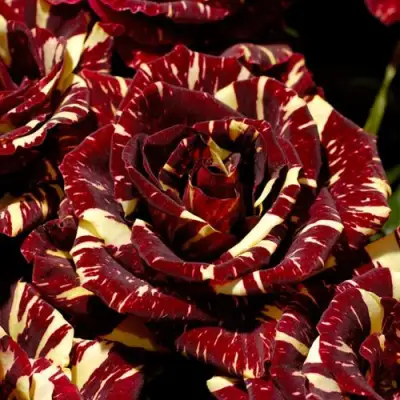 Роза АБРАКАДАБРА чайно-гибридная в Мозыре