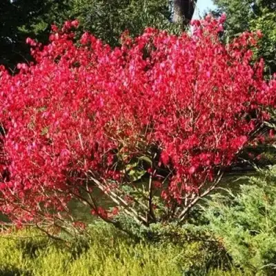 Бересклет ЕВРОПЕЙСКИЙ в Мозыре