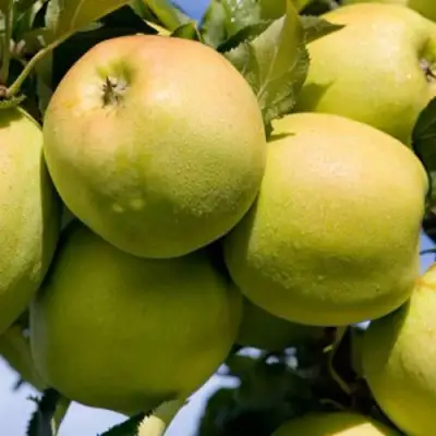 Яблоня МУТСУ в Мозыре