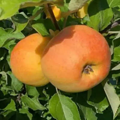 Яблоня АНТОНОВКА ЗОЛОТАЯ в Мозыре