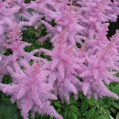 Астильба ГИАЦИНТ Арендса в Мозыре