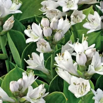 Хоста МОНСТЕР ИРЗ гибридная в Мозыре