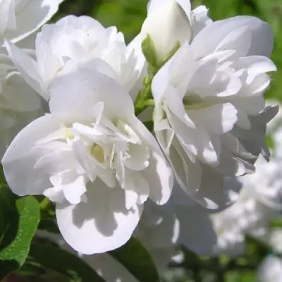 Жасмин ЖИРАНДОЛЬ в Мозыре