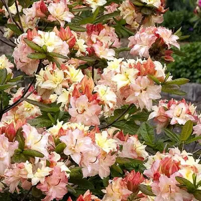 Азалия КЭННОНС ДАБЛ листопадная в Мозыре