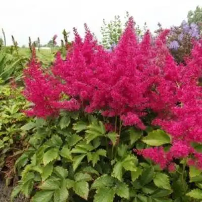 Астильба САННИ ДЕЙ гибридная в Мозыре