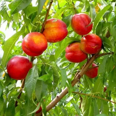 Нектарин ХАРБЛЕЙЗ в Мозыре