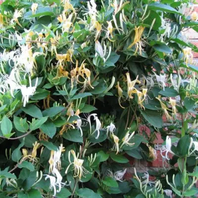 Жимолость ХАЛЛИАНА японская (Хелиана) в Мозыре