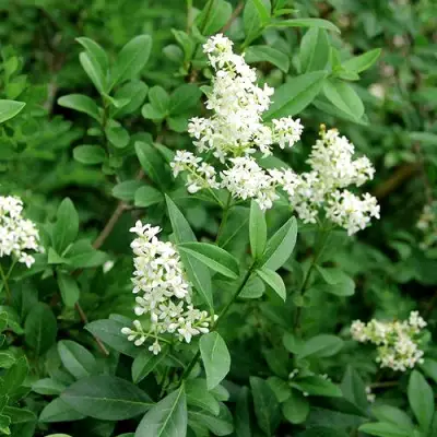 Бирючина обыкновенная АТРОВИРЕНС в Мозыре