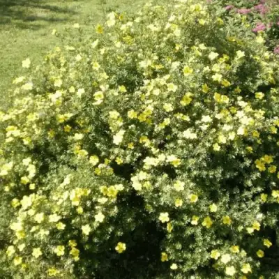 Лапчатка КЛОНДАЙК кустарниковая в Мозыре