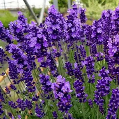 Лаванда ХИДКОТ БЛЮ узколистная в Мозыре
