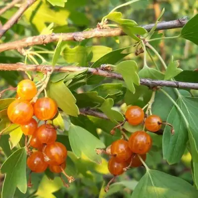 Смородина золотистая ЛЯЙСАН в Мозыре