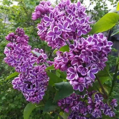 Сирень СЕНСАЦИЯ в Мозыре