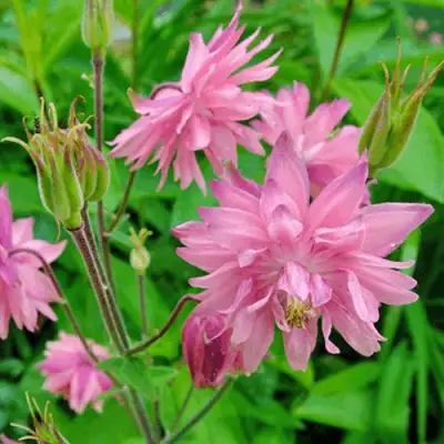 Аквилегия БАРЛОУ ПИНК гибрид МакКаны в Мозыре