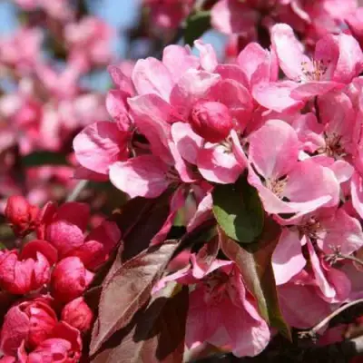 Яблоня РУДОЛЬФ декоративная  в Мозыре