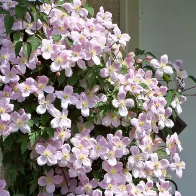 Клематис ГОРНЫЙ в Мозыре