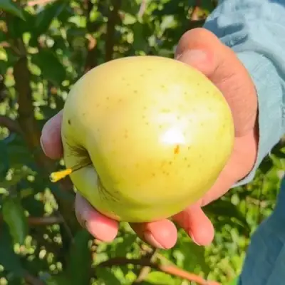 Яблоня ЗАЙЧУК в Мозыре