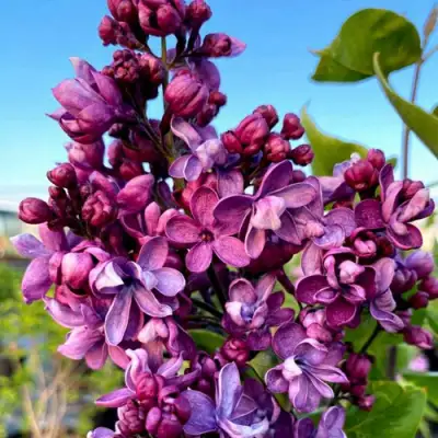 Сирень ВИОЛЕТТА в Мозыре