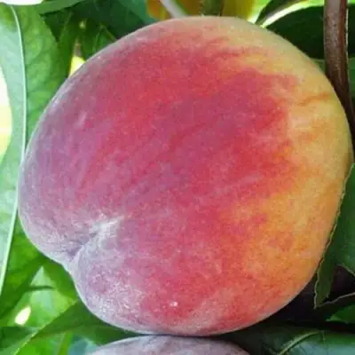 Персик ТОП СВИТ в Мозыре