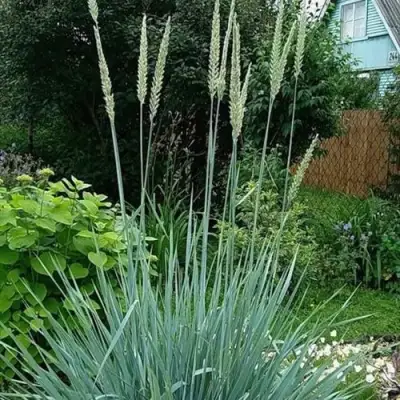 Элимус БЛЮ ДЮН песчаный в Мозыре