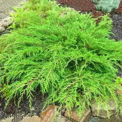 Микробиота ЯКОБСЕН перекрестнопарная в Мозыре