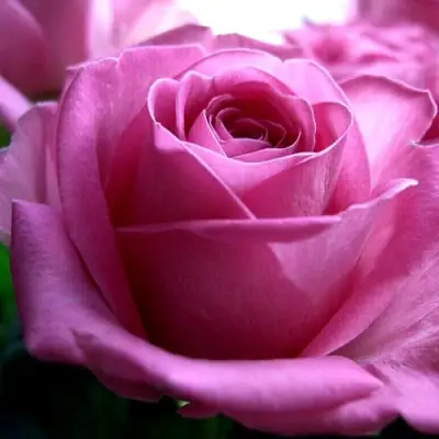 Роза ЭЙФЕЛЕВА БАШНЯ чайно-гибридная в Мозыре