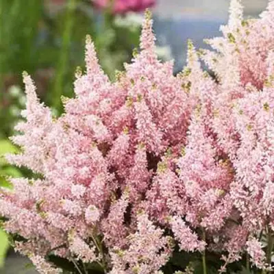 Астильба ЮНИК САЛМОН гибридная в Мозыре