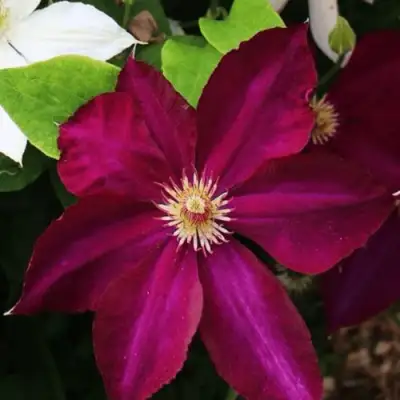 Клематис МАЗОВШЕ в Мозыре