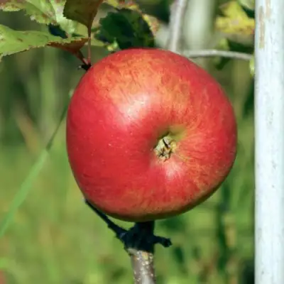 Яблоня ДЫЯМЕНТ в Мозыре