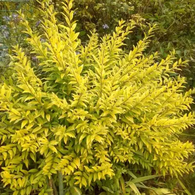 Бирючина АУРЕА обыкновенная в Мозыре