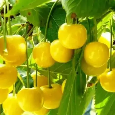 Черешня ПОДСНЕЖНИК в Мозыре