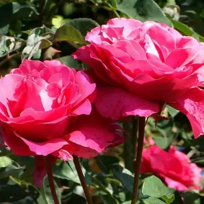 Роза ВИЕН РОУЗ чайно-гибридная в Мозыре