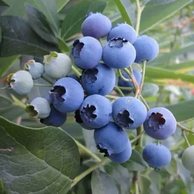 Голубика ЛЕГАЦИЯ в Мозыре