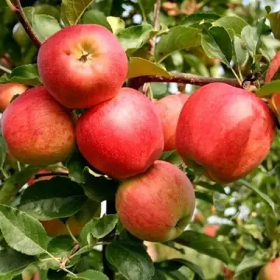 Яблоня ГАЛА МАСТ в Мозыре
