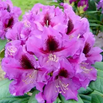 Рододендрон РАСПУТИН в Мозыре