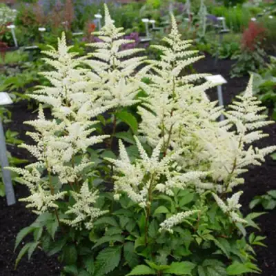 Астильба БРАУТШЛЕЙЕР Арендса в Мозыре