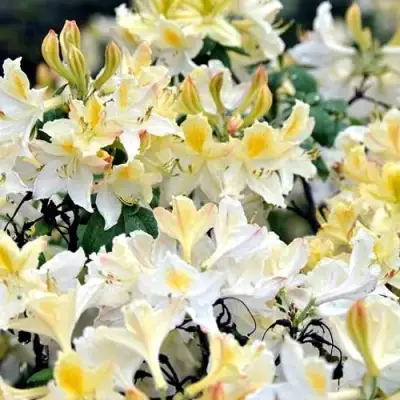 Азалия ДАВИЗИ листопадная в Мозыре