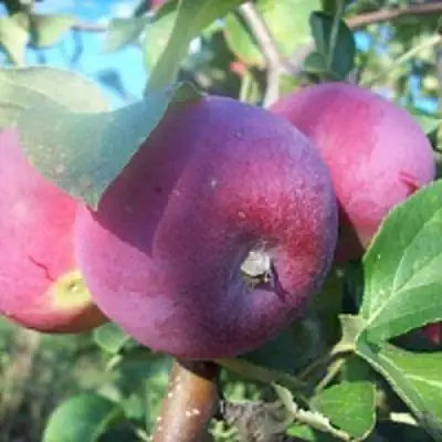 Яблоня СЕРЕБРЯНОЕ КОПЫТЦЕ в Мозыре