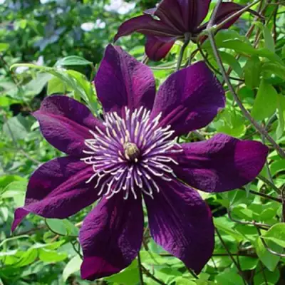 Клематис ПАНТЕР в Мозыре