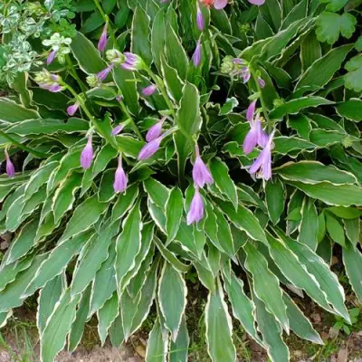 Хоста СТИЛЕТТО гибридная в Мозыре