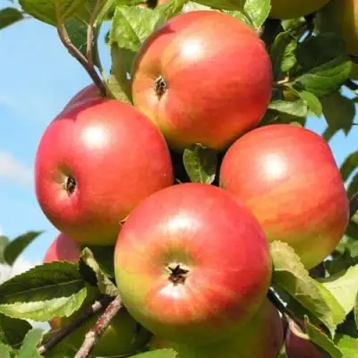 Яблоня ФРИДОМ в Мозыре