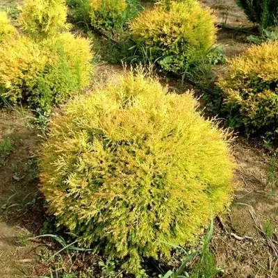 Туя ГЛОБОЗА АУРЕА западная в Мозыре