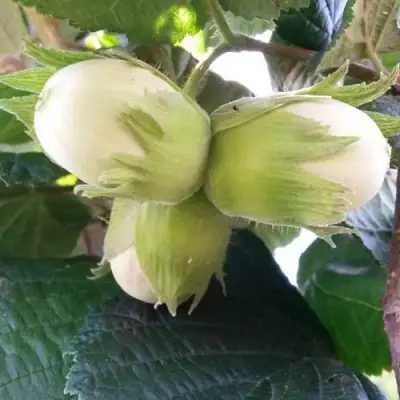 Фундук ЮННАТ в Мозыре