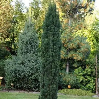 Тис ВОЙТЕК средний  в Мозыре