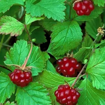 Княженика АУРА в Мозыре