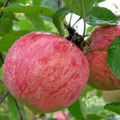 Яблоня ШТРИФЕЛЬ в Мозыре