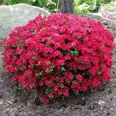 Азалия КАНЗОНЕТТА японская в Мозыре