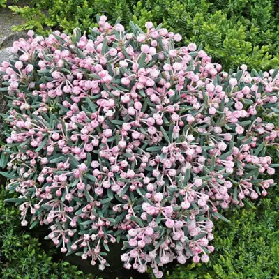 Андромеда БЛЮ АЙС многолистная   в Мозыре